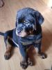 Photo №1. rottweiler - for sale in the city of Voronezh | 391$ | Announcement № 69986