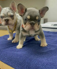 Photo №1. french bulldog - for sale in the city of Stockholm | 423$ | Announcement № 84874