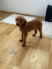 Photo №2 to announcement № 103350 for the sale of poodle (toy) - buy in Austria private announcement