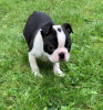 Photo №2 to announcement № 117817 for the sale of non-pedigree dogs - buy in Germany private announcement