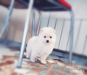 Photo №1. pomeranian - for sale in the city of Minsk | 250$ | Announcement № 1211