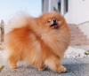 Photo №4. I will sell pomeranian in the city of Szombathely. breeder - price - 2219$