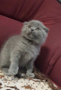 Photo №4. I will sell scottish fold in the city of Brno.  - price - negotiated