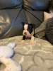 Photo №1. boston terrier - for sale in the city of Milan | 581$ | Announcement № 127659