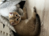 Photo №3. Offered for reserve, British Shorthair kittens. Poland