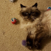 Photo №1. himalayan cat - for sale in the city of Montevideo | 800$ | Announcement № 111721