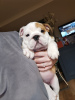 Photo №1. english bulldog - for sale in the city of Dusseldorf | 475$ | Announcement № 118109