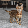 Photo №4. I will sell bengal cat in the city of Prague.  - price - negotiated