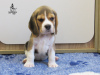 Photo №1. beagle - for sale in the city of Приморск | 500$ | Announcement № 13267