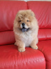 Photo №4. I will sell chow chow in the city of Zrenjanin.  - price - negotiated