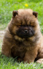 Photo №2 to announcement № 97589 for the sale of chow chow - buy in Serbia 