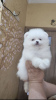 Photo №2 to announcement № 120030 for the sale of pomeranian - buy in Germany private announcement