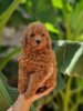 Additional photos: Adorable baby poodles