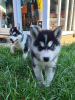 Photo №2 to announcement № 87377 for the sale of siberian husky - buy in United Kingdom private announcement