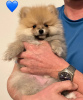 Photo №1. german spitz - for sale in the city of Prague | 1374$ | Announcement № 95578