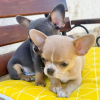 Photo №3. Beautiful Chihuahua puppies for sale. Germany