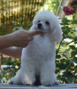 Photo №3. White Miniature Poodle puppies. Serbia