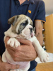 Additional photos: English bulldog