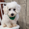Photo №2 to announcement № 45700 for the sale of bichon frise - buy in Colombia private announcement