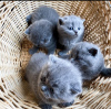Photo №2 to announcement № 72819 for the sale of scottish fold - buy in Finland private announcement, breeder