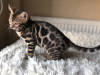 Additional photos: Bengal girl in breeding