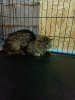 Additional photos: Siberian Leo is looking for a home