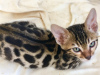 Photo №1. bengal cat - for sale in the city of Dessau-Roßlau | 371$ | Announcement № 109207