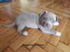 Photo №1. american pit bull terrier - for sale in the city of Leipzig | negotiated | Announcement № 124949