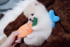Photo №1. pomeranian - for sale in the city of Утрехт | 604$ | Announcement № 8784