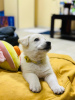 Additional photos: White Labrador Retriever Puppy For Sale