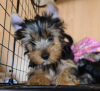 Photo №1. yorkshire terrier - for sale in the city of Krasnodar | 208$ | Announcement № 10868