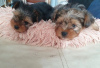 Photo №4. I will sell yorkshire terrier in the city of Illinois City. private announcement - price - Is free