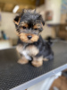 Additional photos: Healthy Yorkie puppies for sale