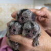 Additional photos:  Pygmy Marmoset Monkey.