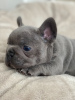 Photo №3. French Bulldog puppies. United Kingdom