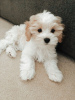 Photo №1. maltese dog - for sale in the city of Даллас | 500$ | Announcement № 46287