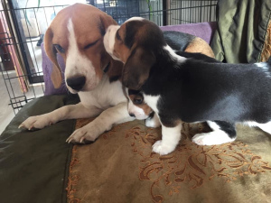 Additional photos: Looking for a new family 2 puppy beagle. Boy and girl Accustomed to going to the