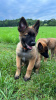 Photo №2 to announcement № 58424 for the sale of belgian shepherd - buy in Czech Republic breeder