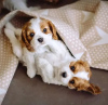 Photo №1. cavalier king charles spaniel - for sale in the city of Гуменне | negotiated | Announcement № 29250