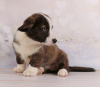 Photo №2 to announcement № 13115 for the sale of welsh corgi - buy in Ukraine breeder
