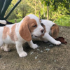 Additional photos: Adorable beagle puppies for sale.