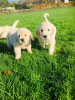 Photo №1. golden retriever - for sale in the city of Nuremberg | 370$ | Announcement № 88480