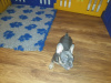 Photo №3. Two French Bulldog puppies for sale now. Germany