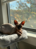 Photo №1. sphynx cat - for sale in the city of Даллас | negotiated | Announcement № 82417