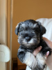 Photo №2 to announcement № 81025 for the sale of standard schnauzer - buy in Serbia breeder
