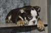 Additional photos: English bulldog puppies