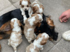 Photo №2 to announcement № 95351 for the sale of cavalier king charles spaniel - buy in Germany private announcement, breeder
