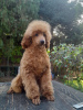 Photo №3. Poodle puppies. Serbia