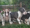 Photo №2 to announcement № 19720 for the sale of bull terrier - buy in Russian Federation from nursery