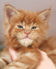 Photo №2 to announcement № 103998 for the sale of maine coon - buy in Germany 